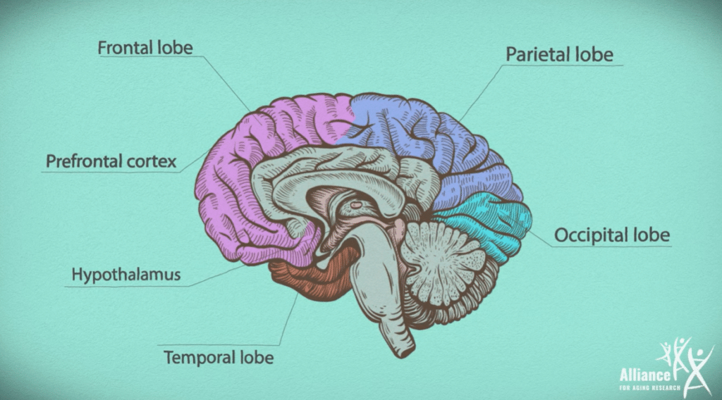 Parkinson's Disease - Alliance for Aging Research